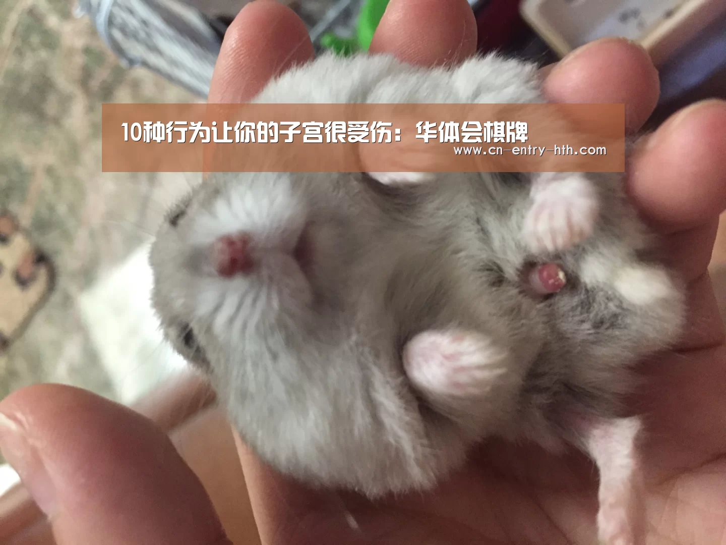 华体会体育app下载